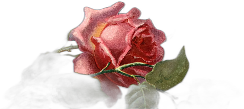 Vintage Botanical Rose